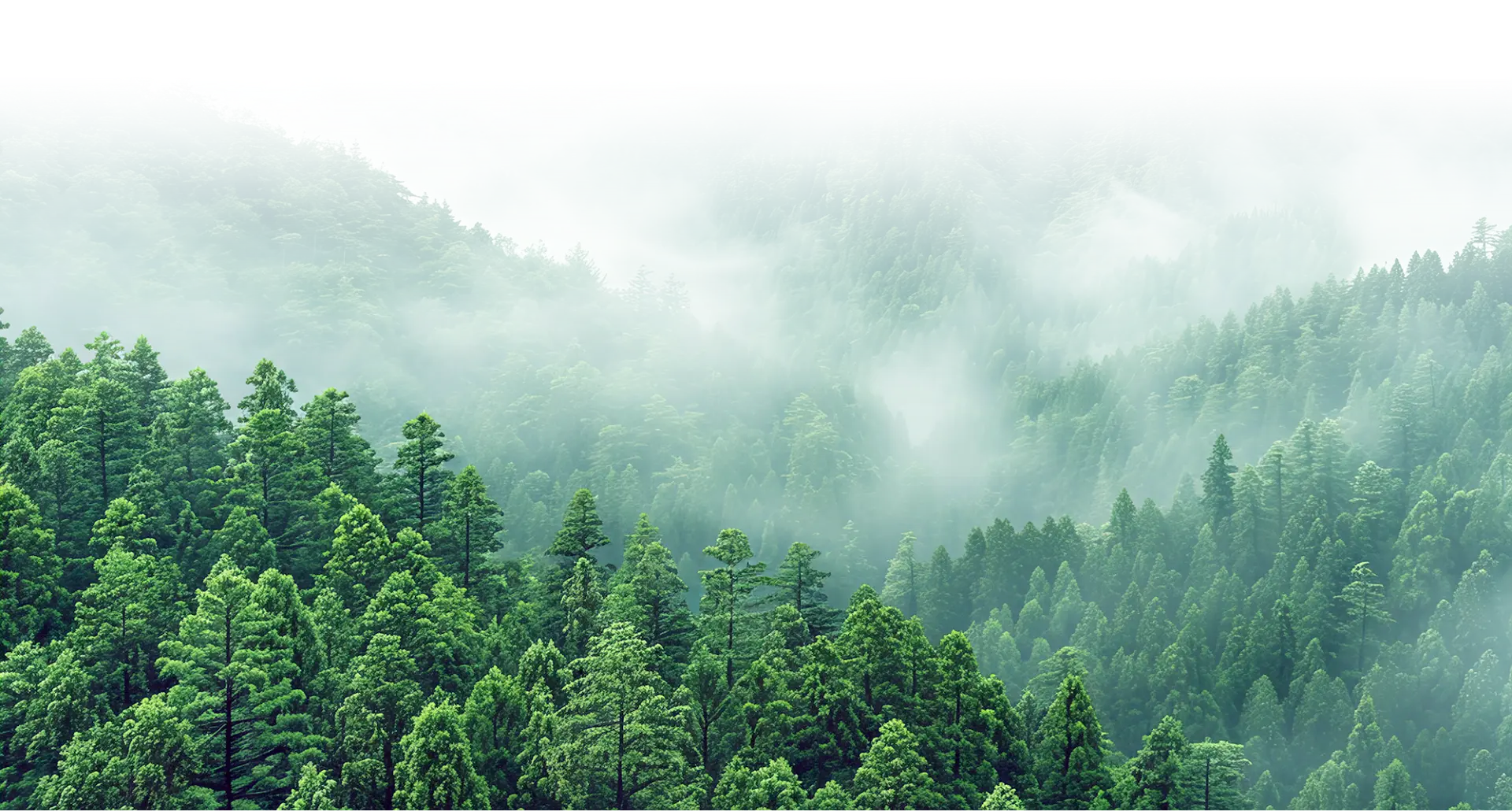 森林環境照片